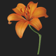 orange lily
