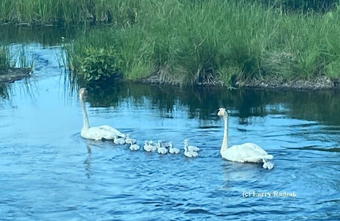 Trumpeter swan recovery flying high in Wisconsin