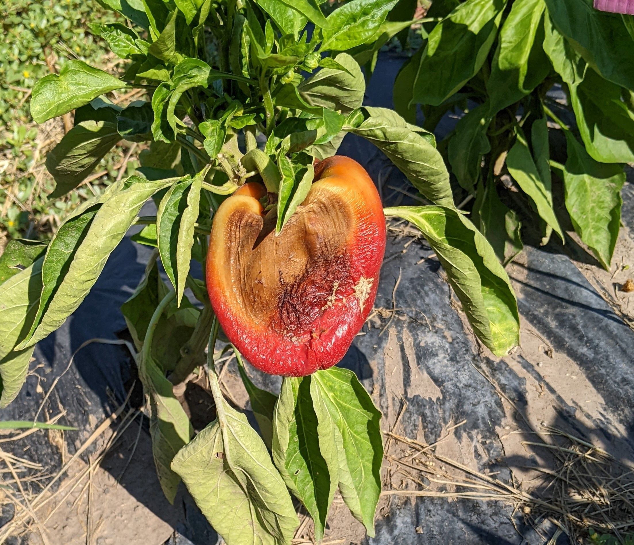 sunscald on pepper
