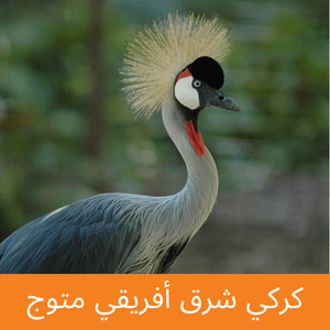 East African Crowned Crane
