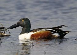 Northern Shoveler (breeding male plumage)