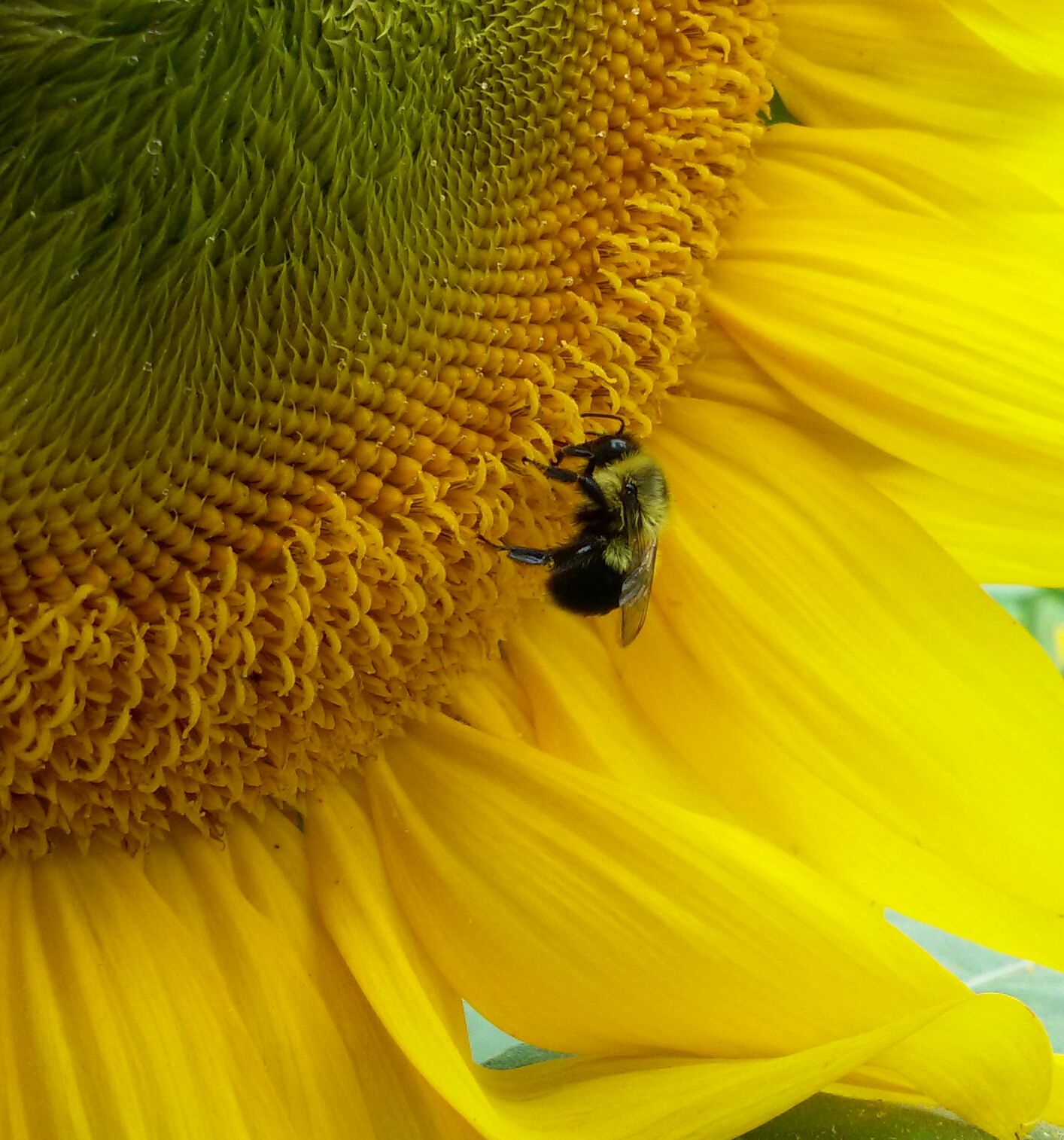 Rhode Island is Buzzing About Pollinators!