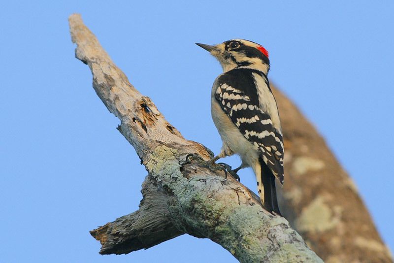 Downy Woodpecker