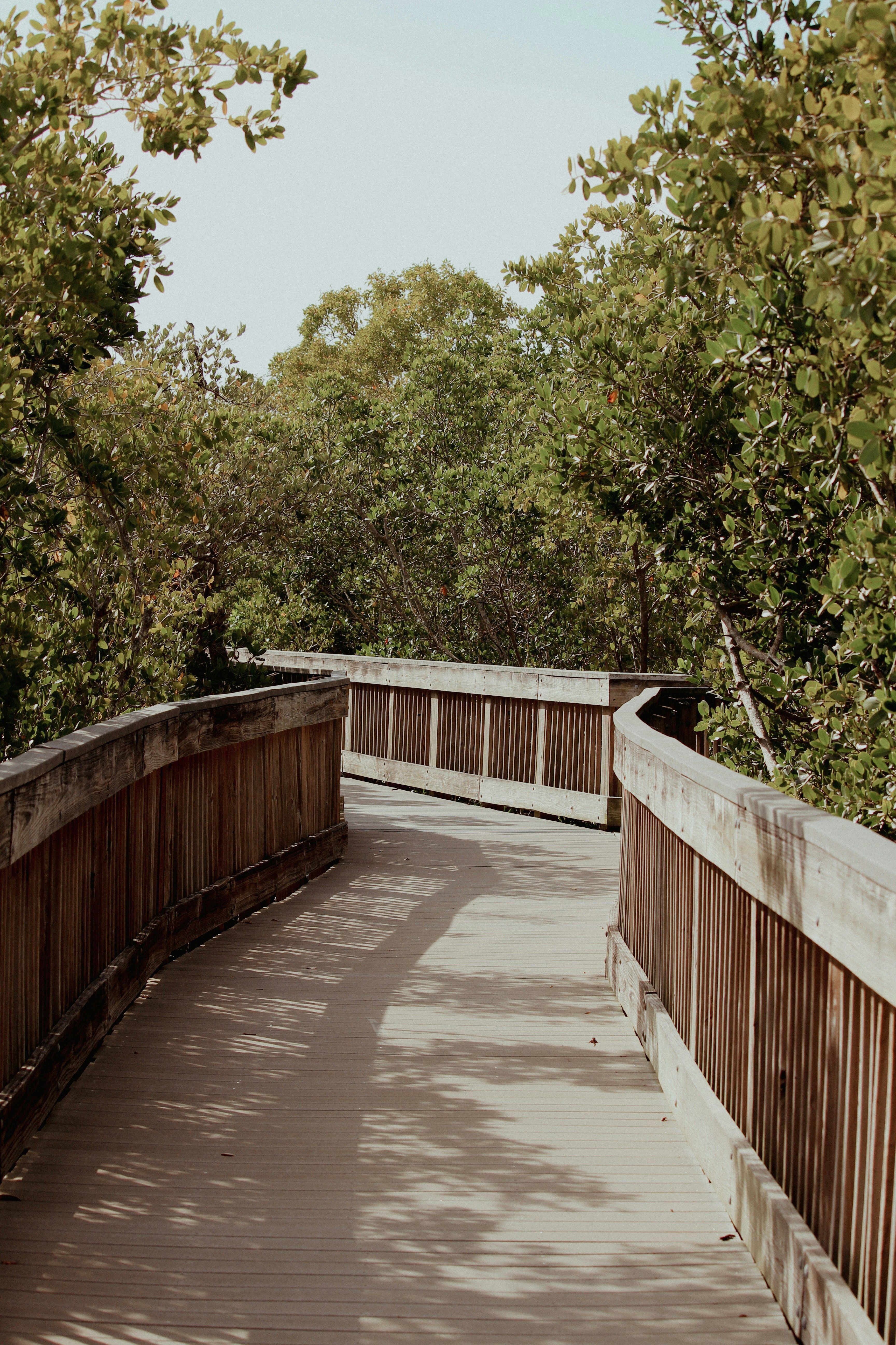 A wooden boardwalk curves through dense green trees, with sunlight casting leaf shadows across the path under a pale blue sky.