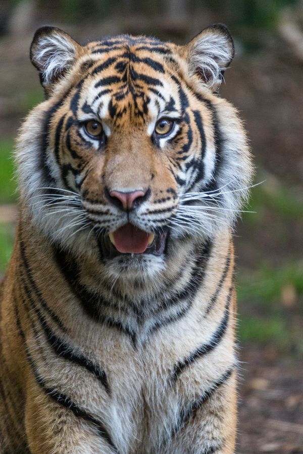 Tigers : Expansion : Lincoln Children's Zoo