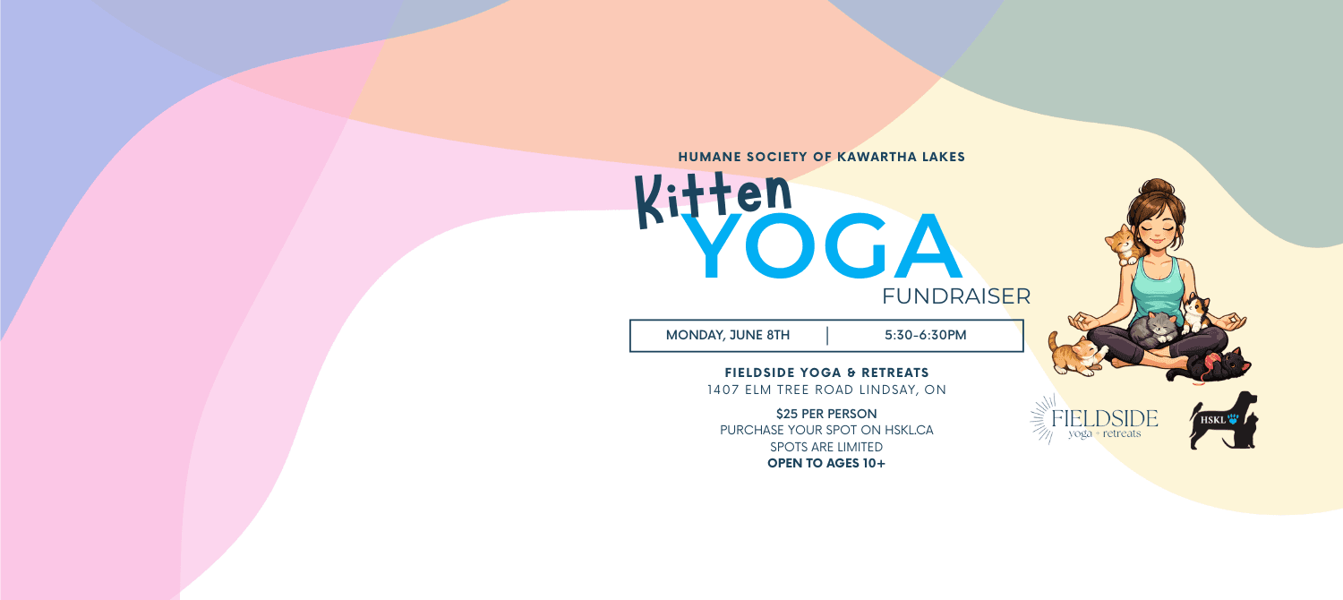 Kitten Yoga