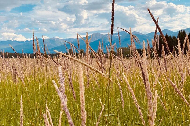 Weed Free Forage