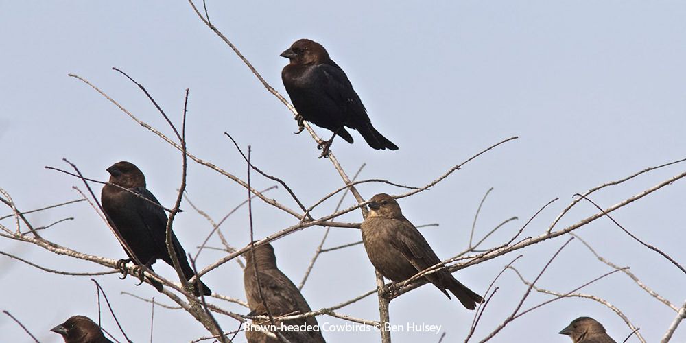 Brown-headed Cowbird