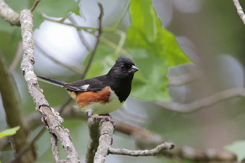 Eastern Towhee