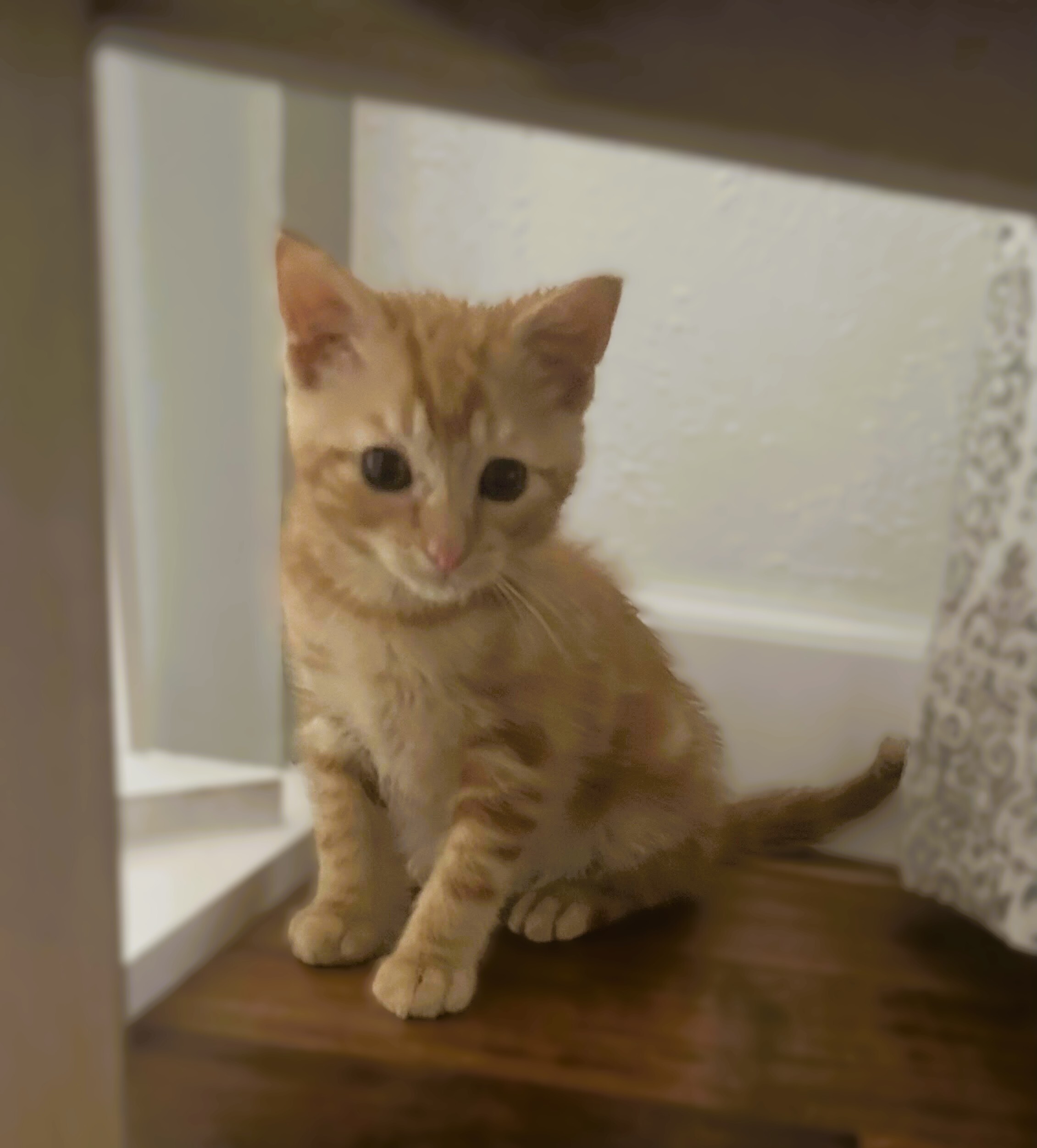 Purlock Holmes - ADOPTION PENDING