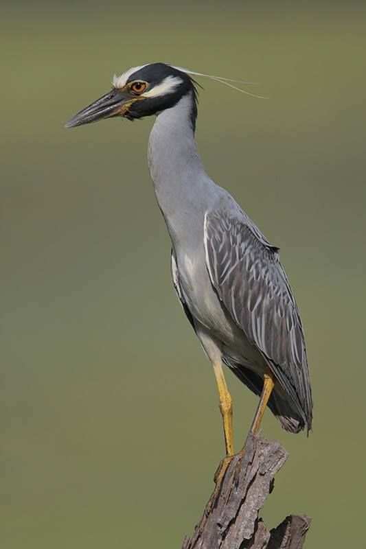 Yellow-crowned Night-Heron