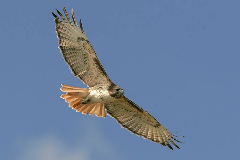 Red-tailed Hawk