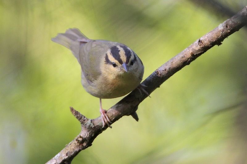 Worm-eating Warbler