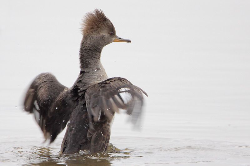 Hooded Merganser female