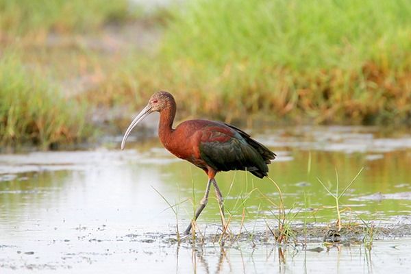 White-faced Ibis