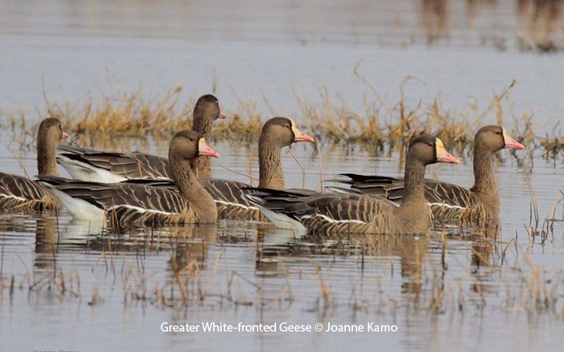 Greater White-fronted Geese