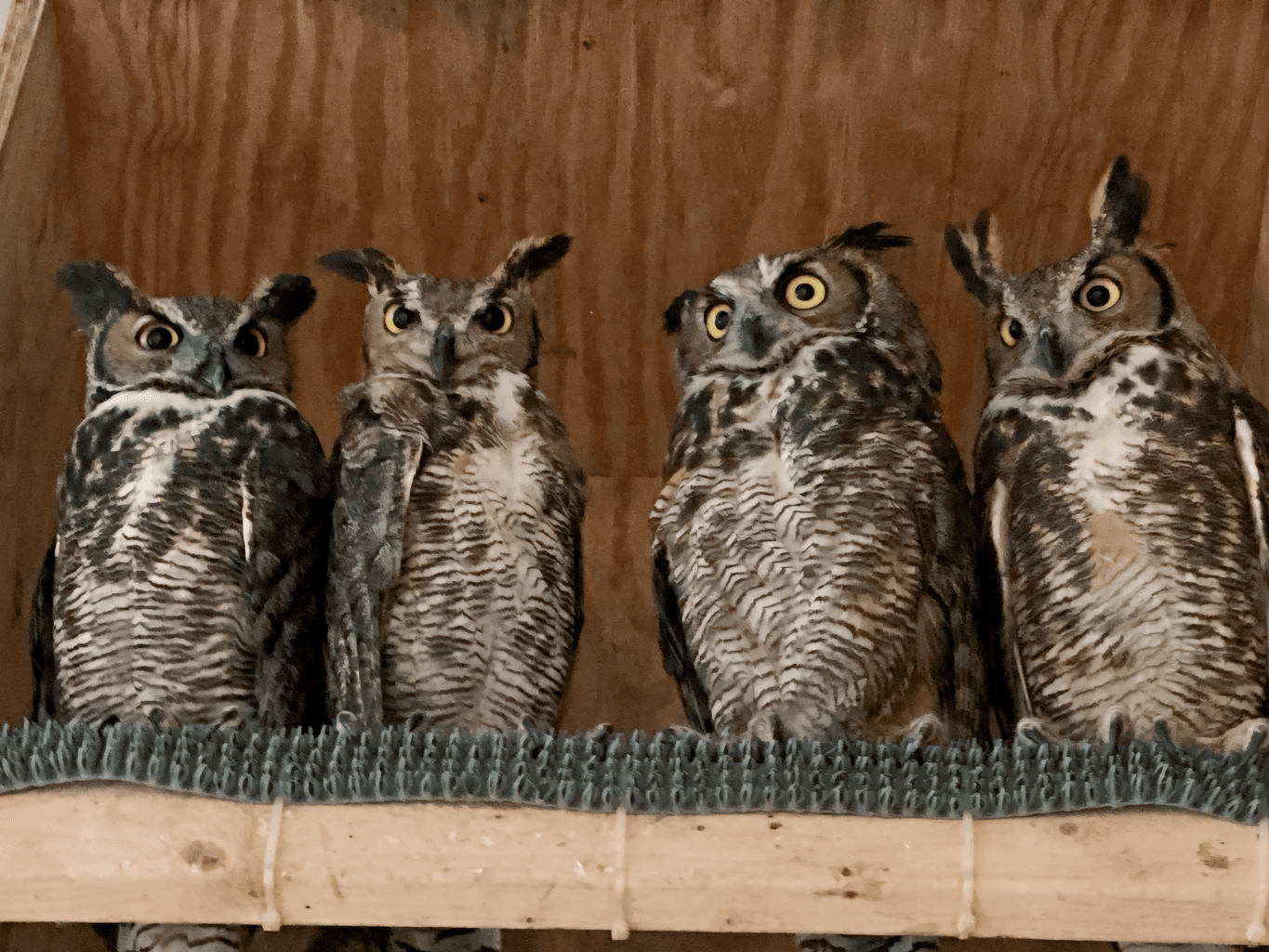 Four Great Horned Owls sitting on perch 