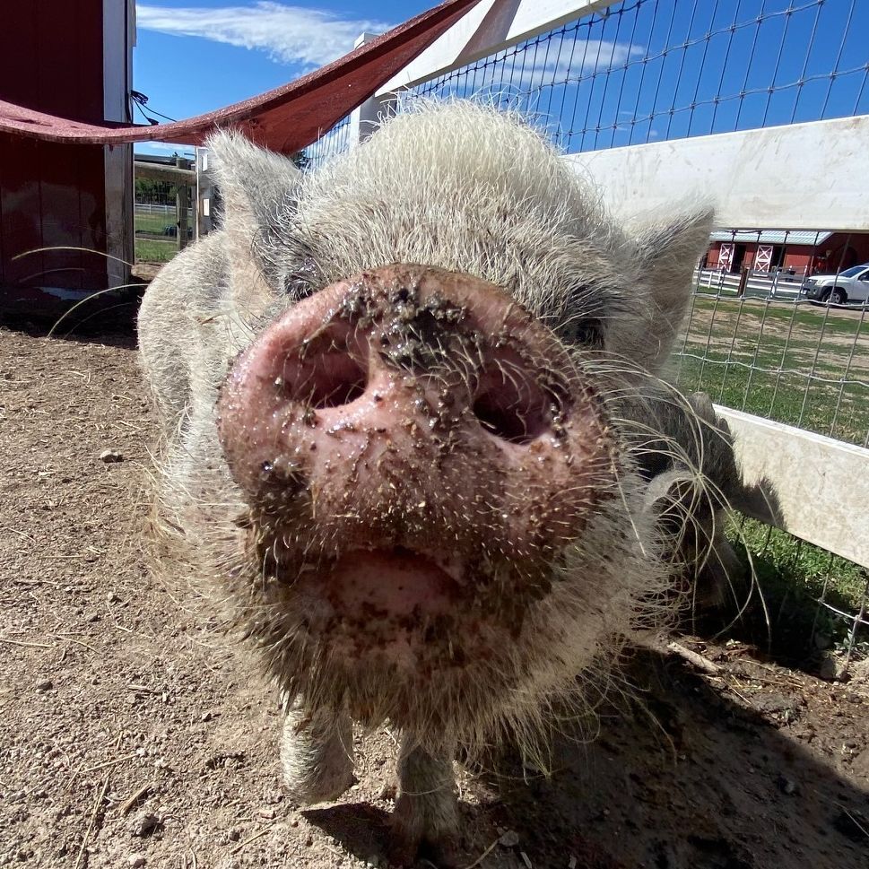 Priscilla the pig with mud on her nose.