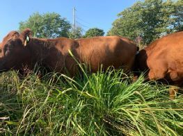 Cattle with warm season grasses