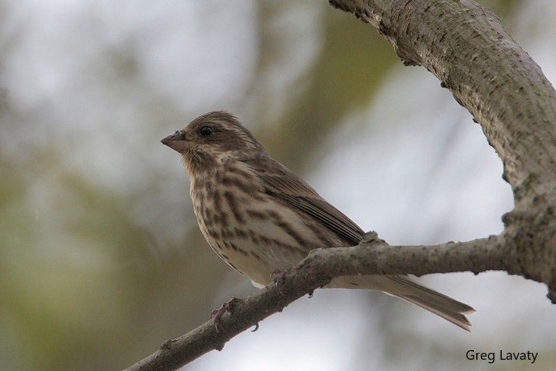 Purple Finch