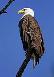 BALD EAGLE  The Texas Breeding Bird Atlas