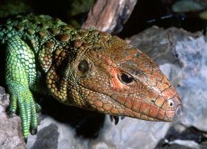 list of reptiles and amphibians az