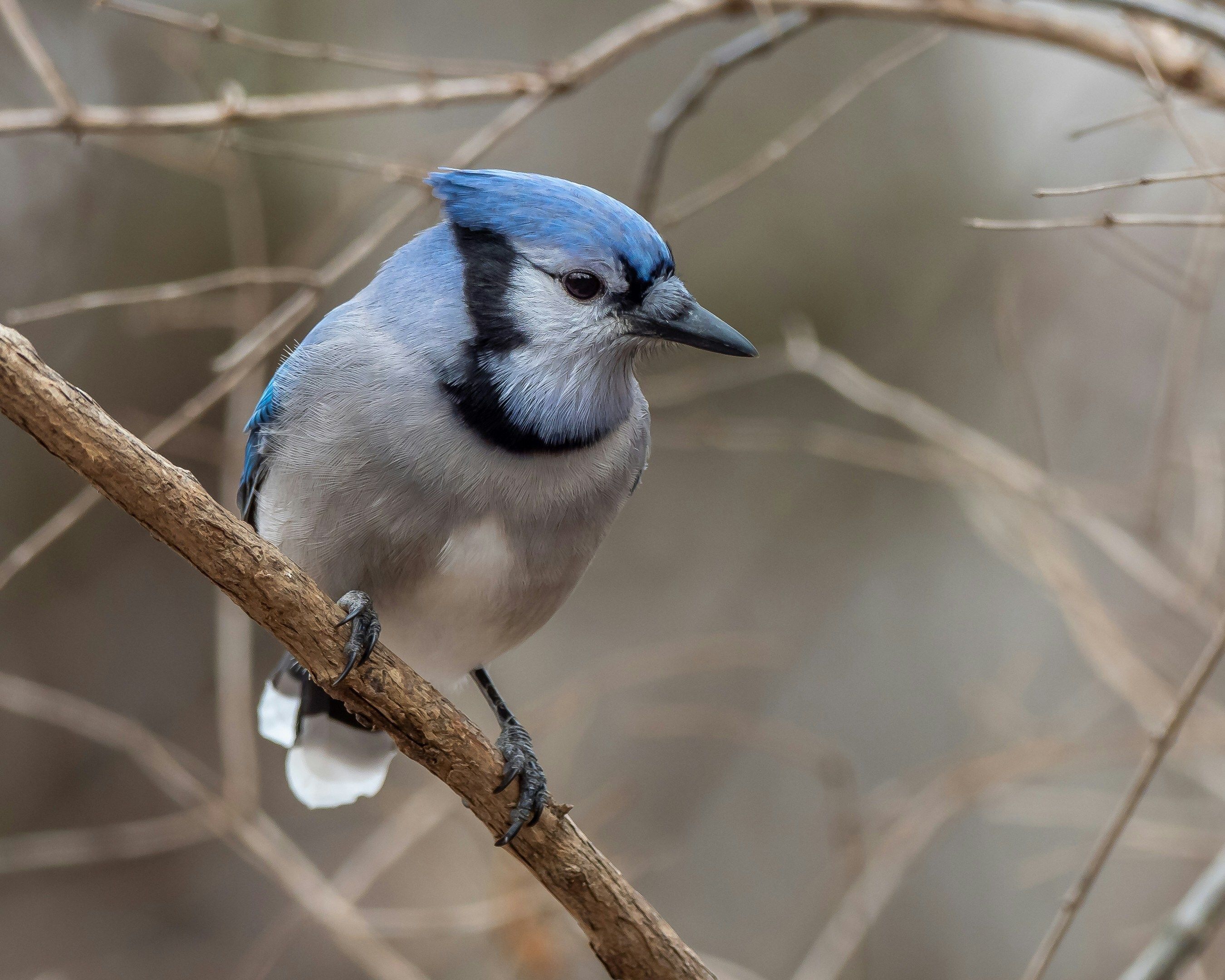 Bird Watching near me, Riverside Nature Center, Texas Master Naturalist, Kerrville, Nature lover, education about birds