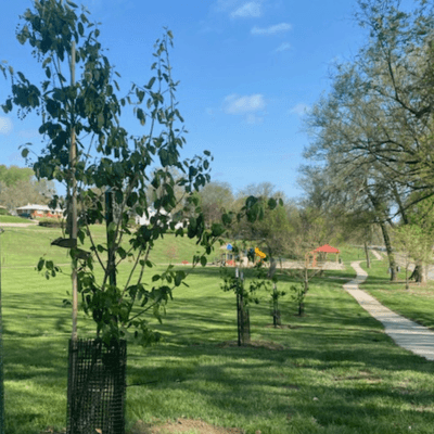 Trees Planted in Omaha's Public Spaces Since 2018