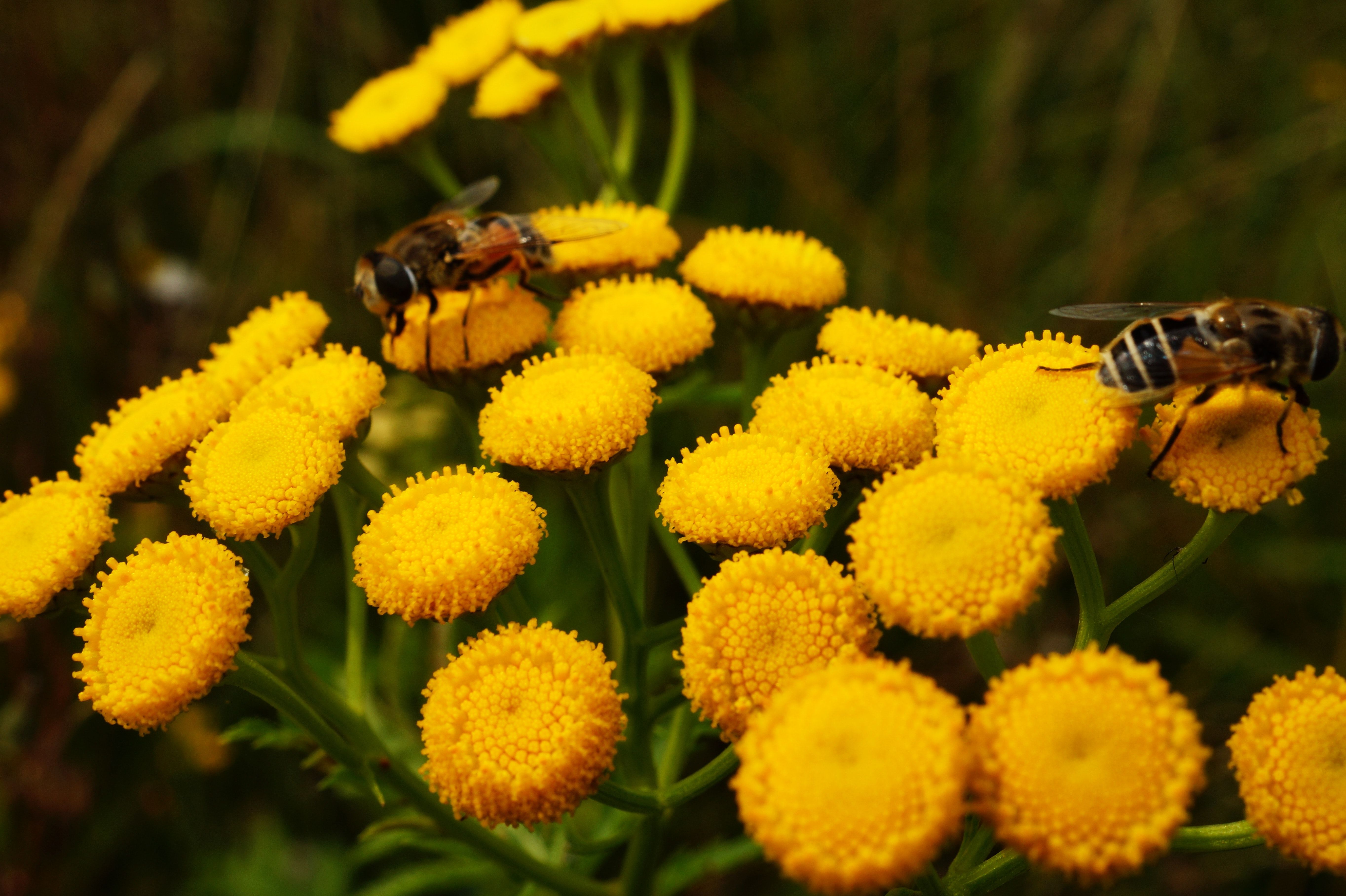 Congratulations to Our Plant Something Bee-eautiful Grantees!