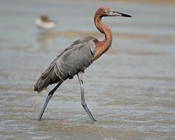 Beak of the Week: Reddish Egret