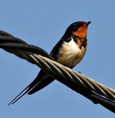 Barn Swallow