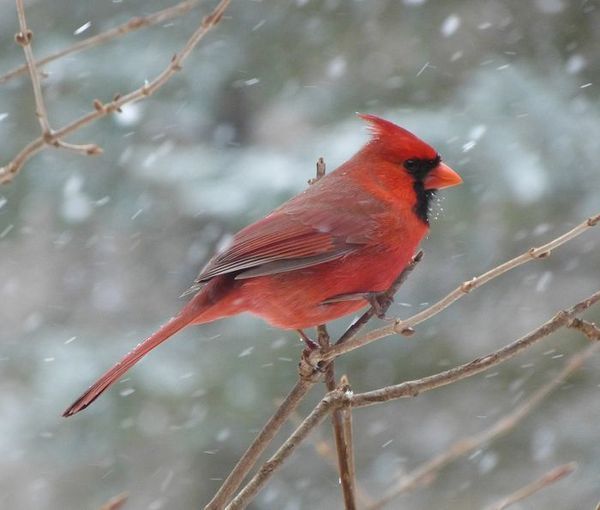 Cardinal perched in the snow