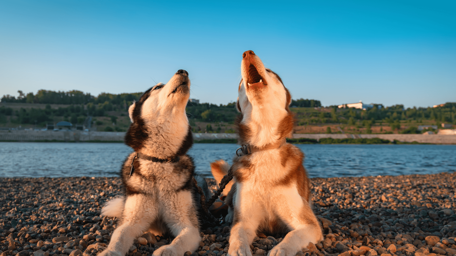 Two Huskies Talking on a Shore by the Water.