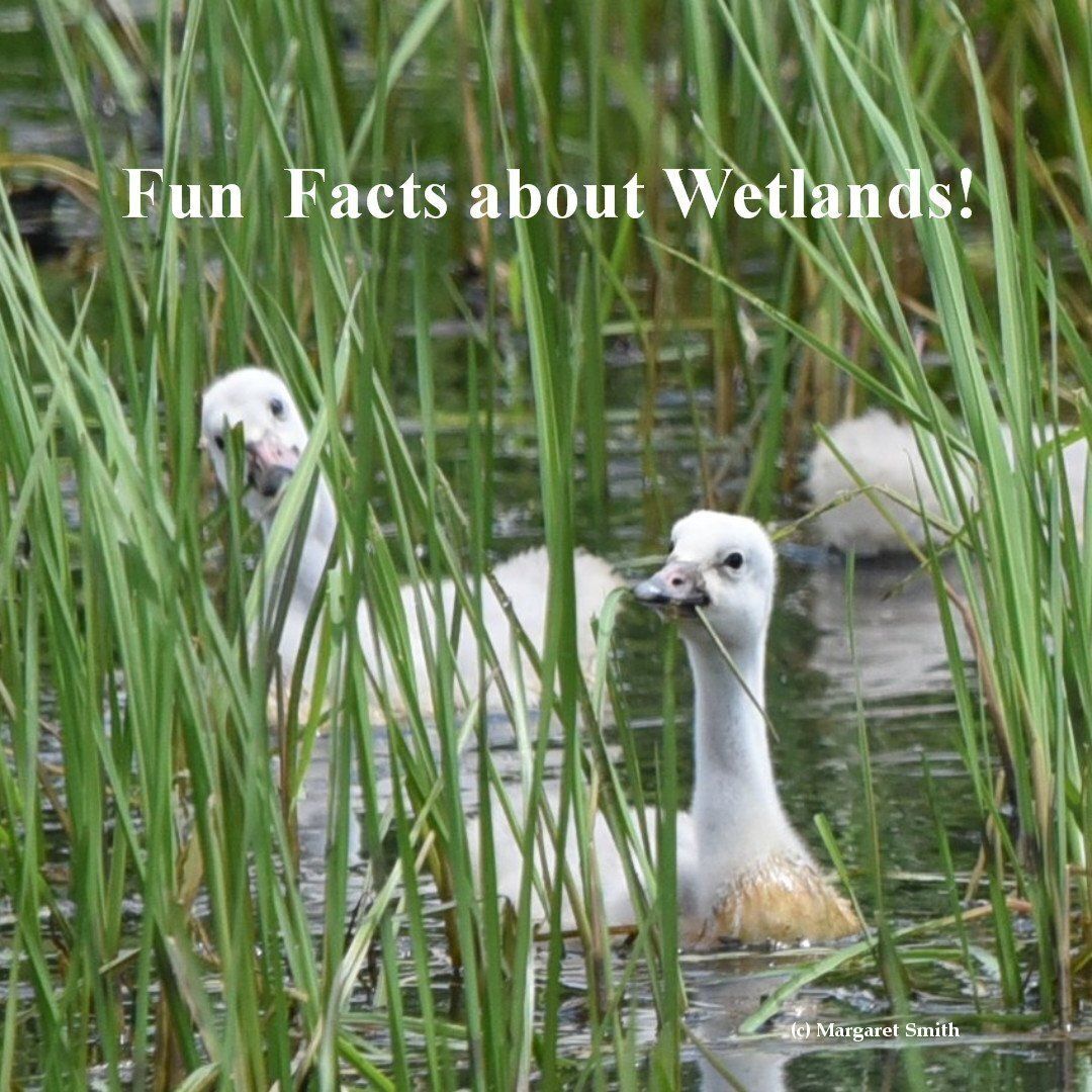 Fun Facts about wetlands for kids
