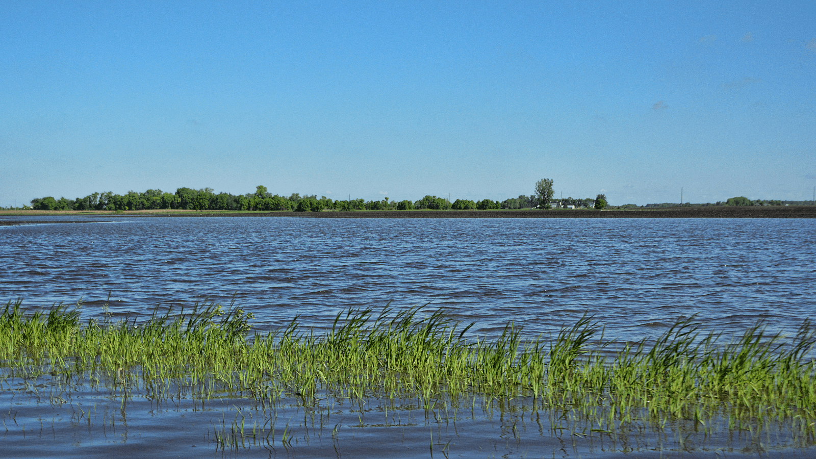 a flooded farm field 