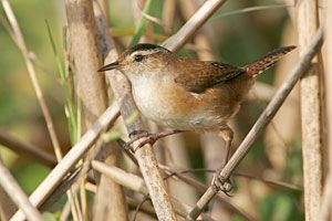 Marsh Wren