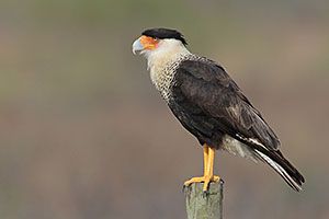 Beak of the Week: Crested Caracara