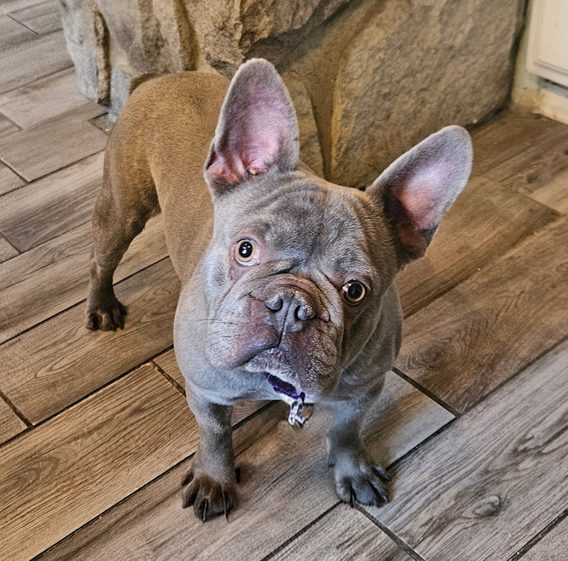 Gibbs - ADOPTION PENDING