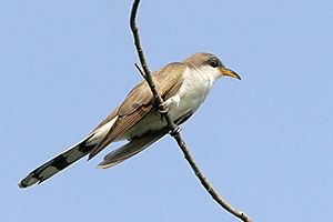 Beak of the Week: Yellow-billed Cuckoo