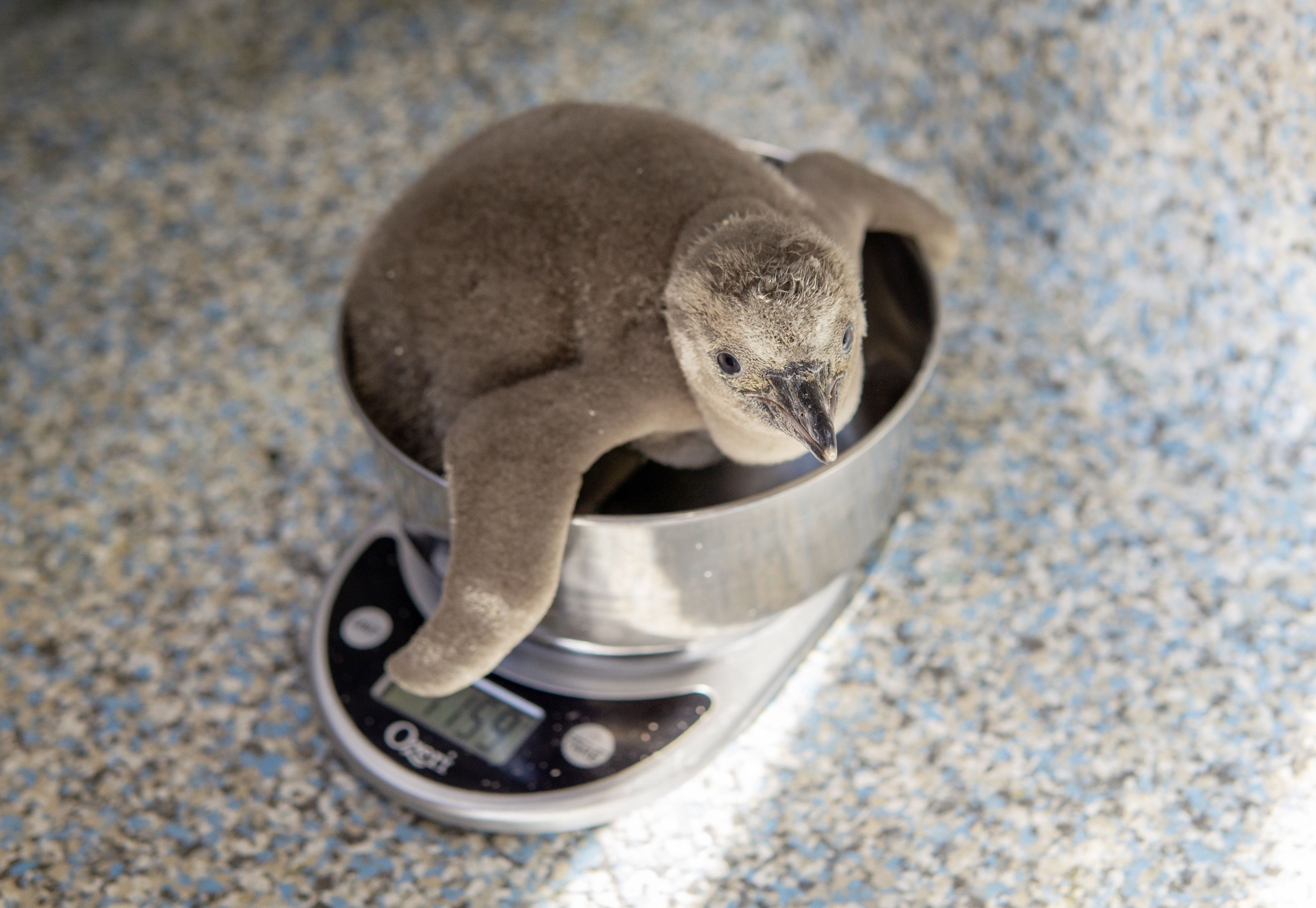 Penguin Chick Name