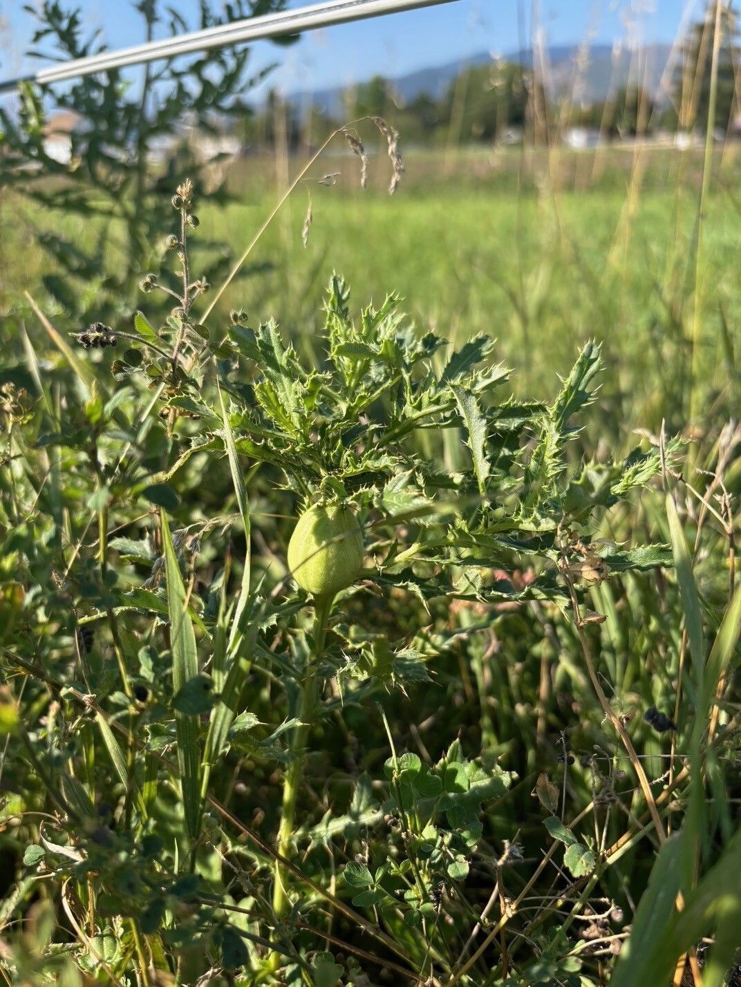 The Constant Battle with Weeds