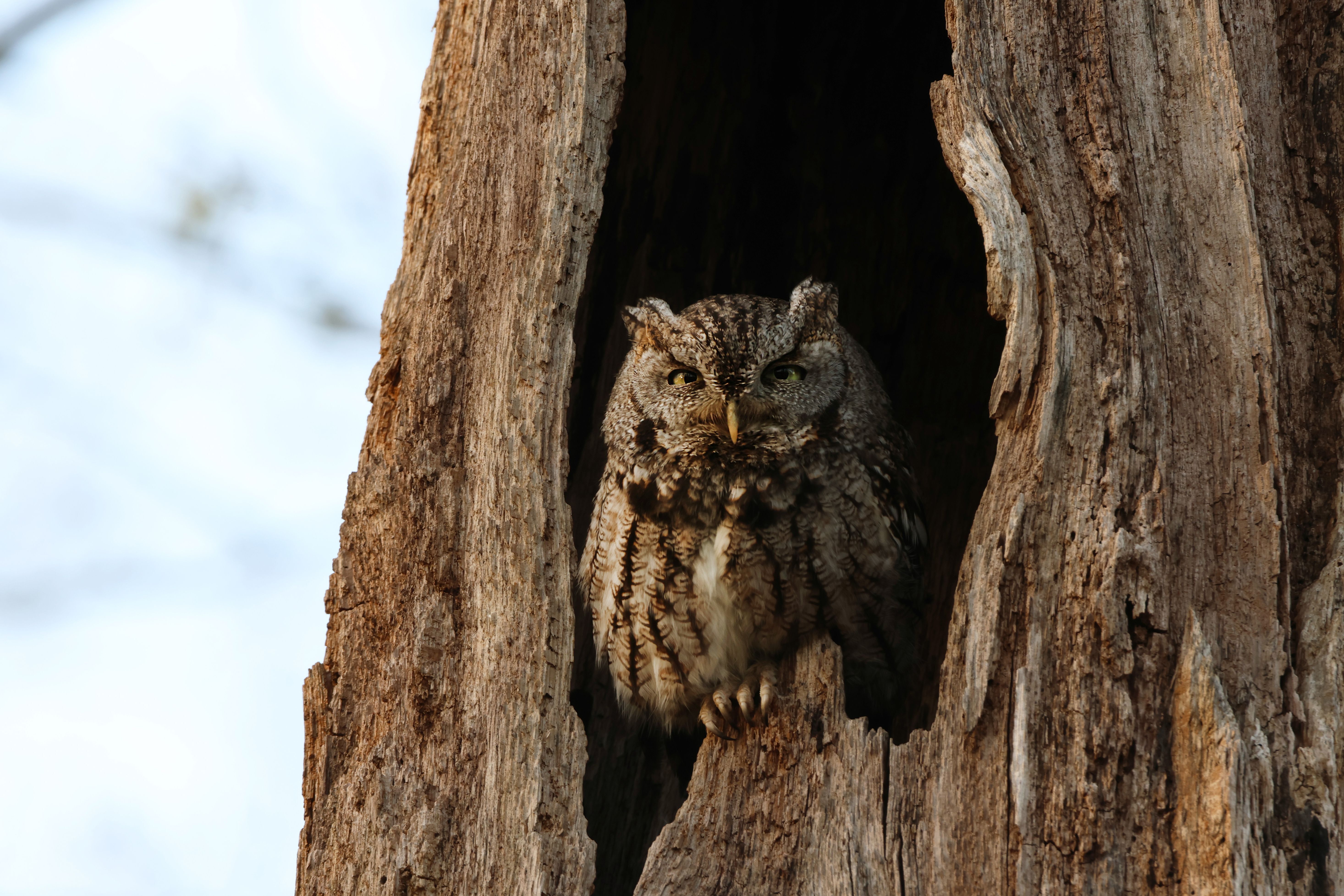 Eastern Screech Owl perched in a tree cavity