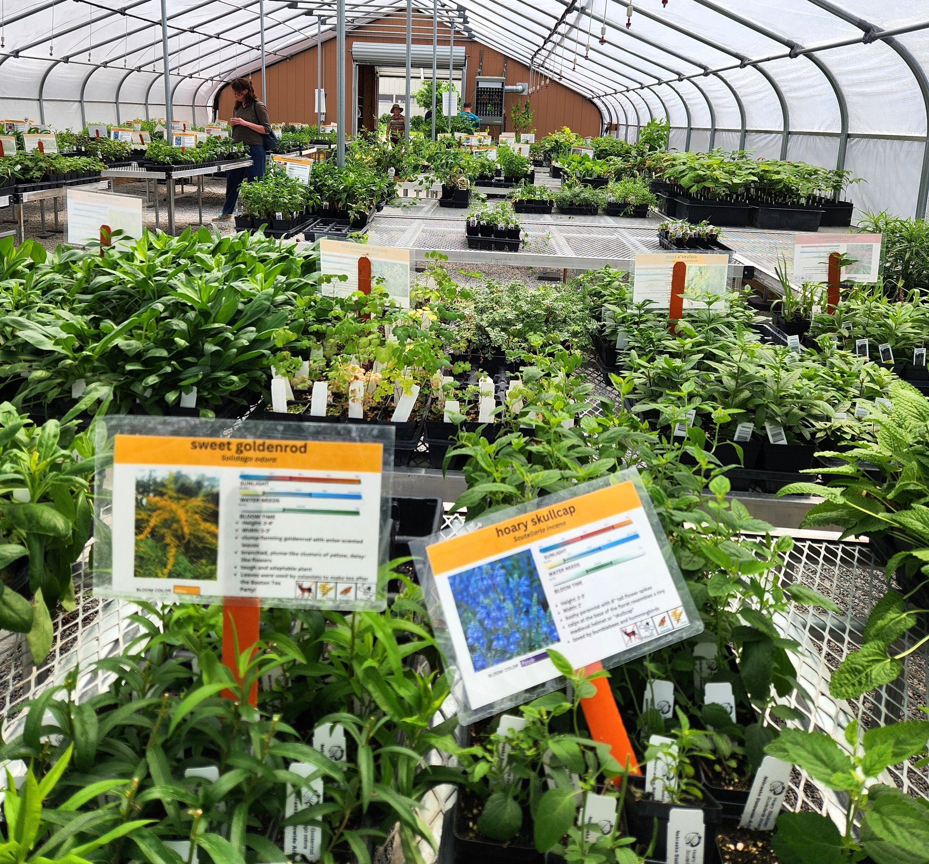 The image shows tables of plants in a greenhouse. 