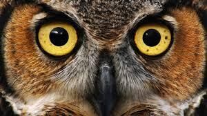 owl eyes