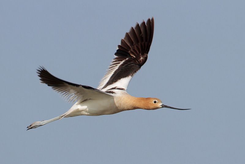 American Avocet