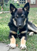 Kiki - ADOPTED