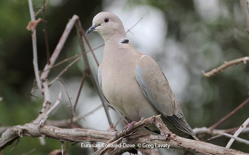 Eurasian Collared-Dove