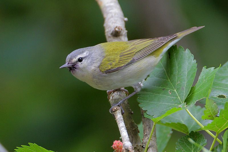 Tennessee Warbler (male)