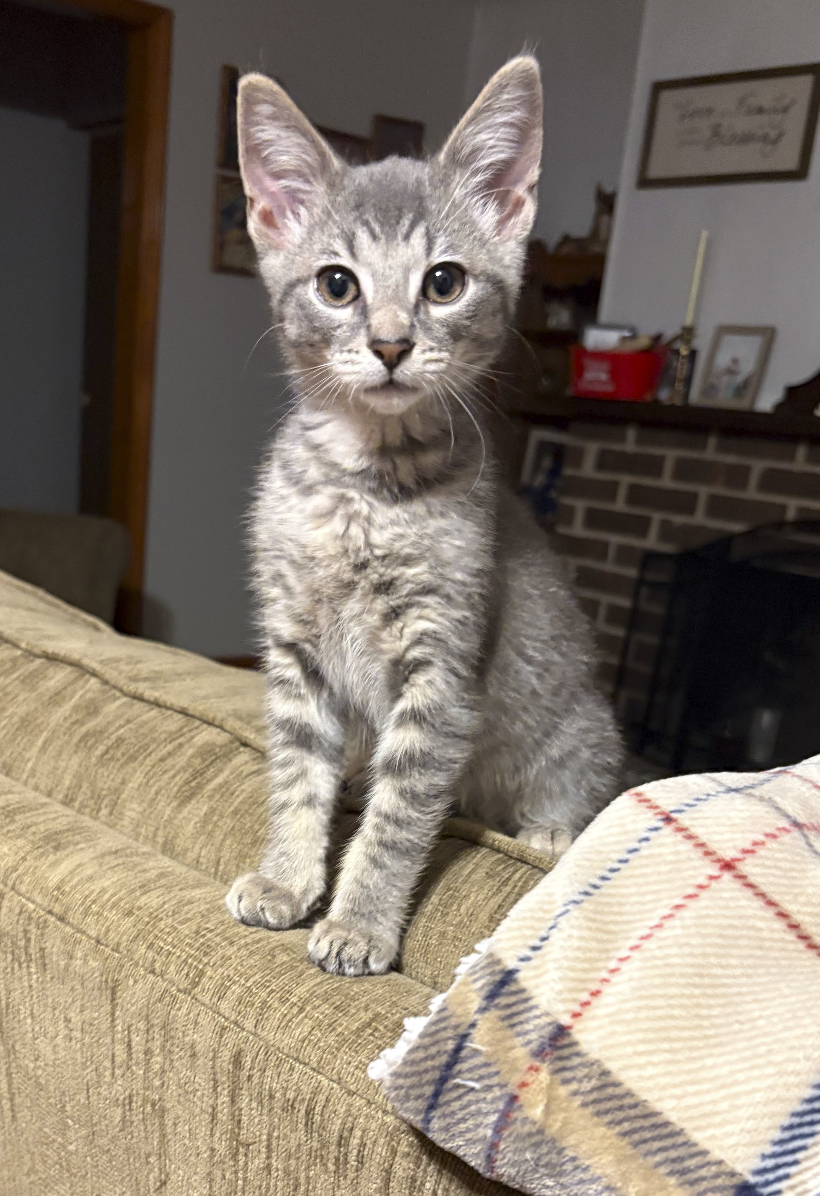 Pepper
