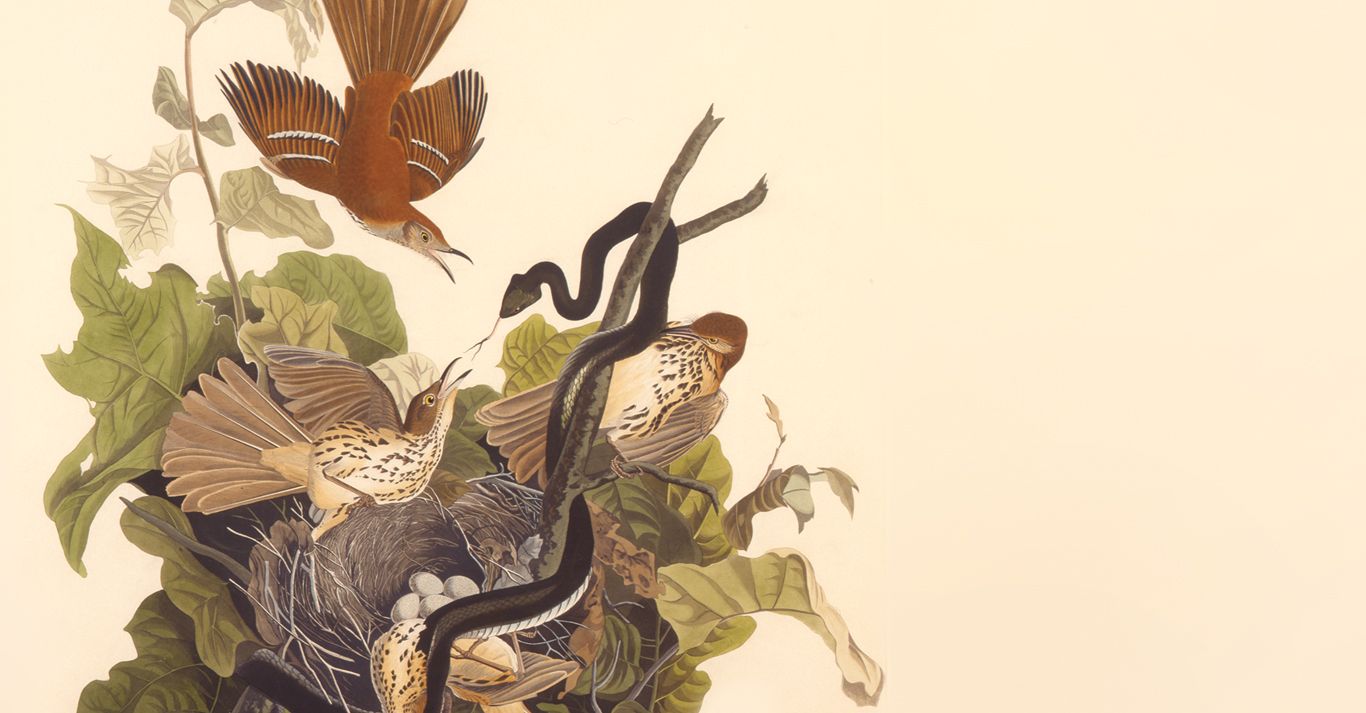 Virtual Talk: Birds in Art